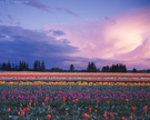 傍晚的花田 tulip field at dusk