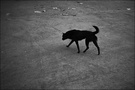 行走在街道上的黑狗 