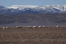 冬季阿里 马悠木拉山附近藏羚羊迁徙