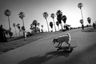 LA 滑板狗