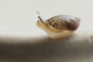 小蜗 