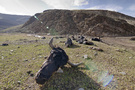 甘孜藏区石渠县 上个月雪灾，很多牦牛饿死。