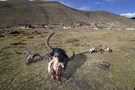 甘孜藏区石渠县 牧民将饿死的牦牛头留在帐篷外。
