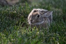 院子里的兔子 