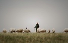 草原羊倌 