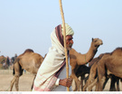 普什卡骆驼节.2012 赶