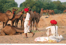 普什卡骆驼节.2012 红头巾