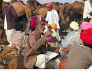 普什卡骆驼节.2012 喝玛莎拉茶