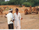 普什卡骆驼节.2012 交易