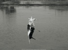 霞浦.不一样的风景 南屏.因偷吃滩涂鱼挂在网上的鸟