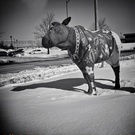 Moose in the city 